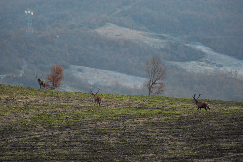 PASSIONE PER IL CERVO